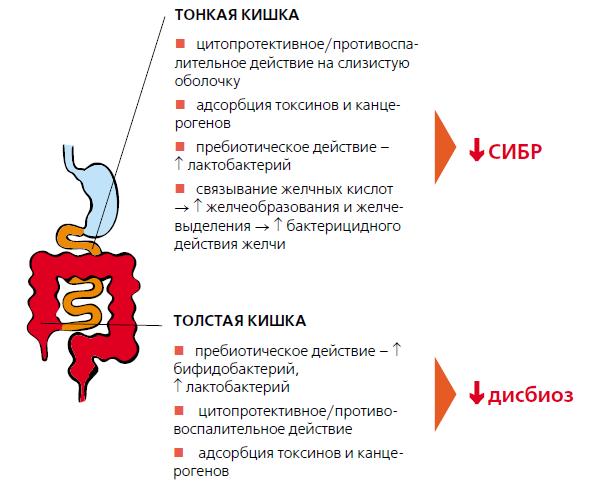Механизмы действия Мукофалька при СИБР и при дисбиозе
